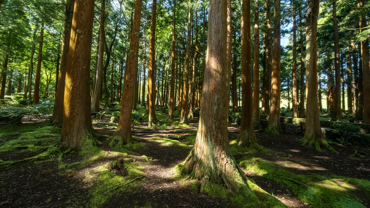 Hutan pinus rimbun dengan cahaya matahari menembus pepohonan